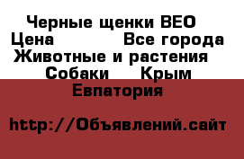 Черные щенки ВЕО › Цена ­ 5 000 - Все города Животные и растения » Собаки   . Крым,Евпатория